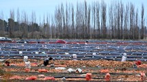 Imagen de Así es la producción de cebolla en el Valle de Viedma: más de 130 productores abastecen a Brasil y Paraguay
