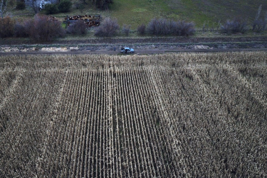 Los campos de la familia Rama combinan agricultura y ganadería en un modelo pensado para producir la mayor parte del alimento del rodeo. Foto: Marcelo Ochoa.