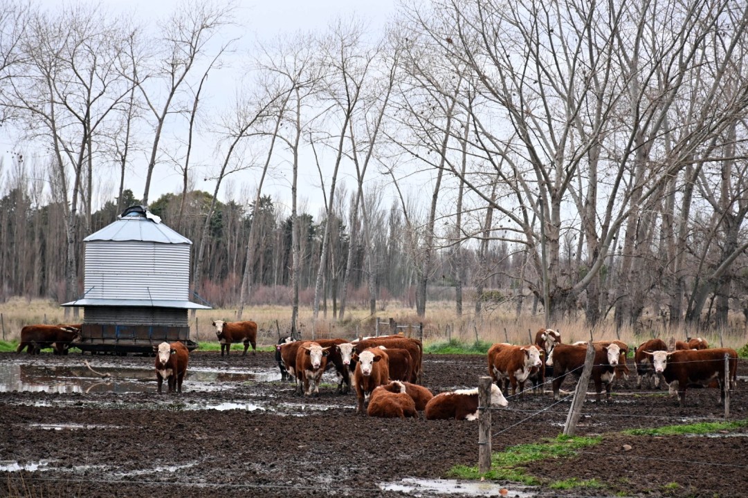 El establecimiento cuenta con unas 650 vacas madre y un rodeo total cercano a las 1.800 cabezas. Foto: Marcelo Ochoa.