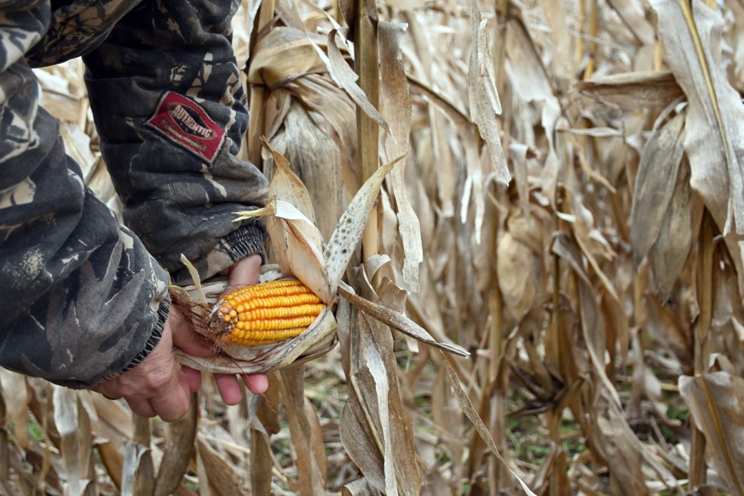 El maíz, la alfalfa, la avena y la cebada son parte de la estrategia para garantizar reservas forrajeras durante todo el año. Foto: Marcelo Ochoa.