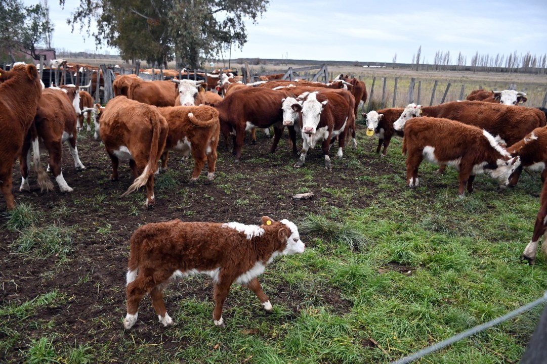 Cada categoría del rodeo tiene un manejo específico dentro de un esquema que integra agricultura y ganadería. Foto: Marcelo Ochoa.