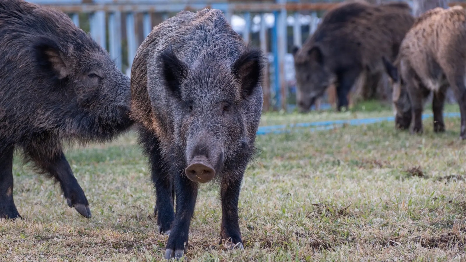 Río Negro impulsa un mercado para la carne de jabalí en carnicerías