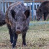 Imagen de Río Negro busca crear un nuevo mercado con la carne de jabalí: cómo llegará a las carnicerías y qué precio tendría