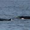 Imagen de Orcas en Río Negro: comenzó la temporada de avistajes y habrá una jornada gratuita en Punta Bermeja