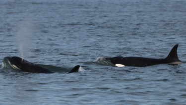 Orcas en Río Negro: comenzó la temporada de avistajes y habrá una jornada gratuita en Punta Bermeja