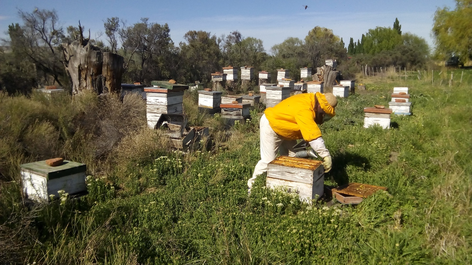 La apicultura en el sur de Neuquén, un impulso del INTA