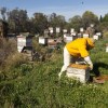 Imagen de La apicultura del sur de Neuquén: un trabajo territorial impulsado por INTA