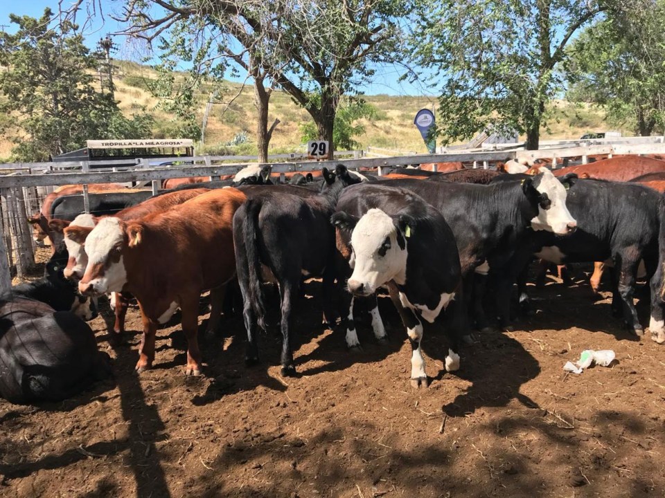 La producción ganadera de la familia Favez se centra en la cría de Angus y la recría a pasto, una actividad que desarrolla desde hace más de una década. Foto: gentileza.