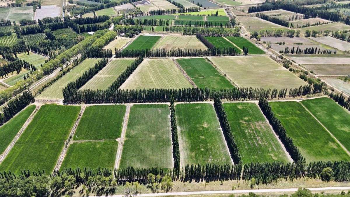 Tras pasar por el tambo, la agricultura y el engorde, hoy la familia Favez concentra su producción en la cría bovina y la agricultura bajo riego. Foto: gentileza.