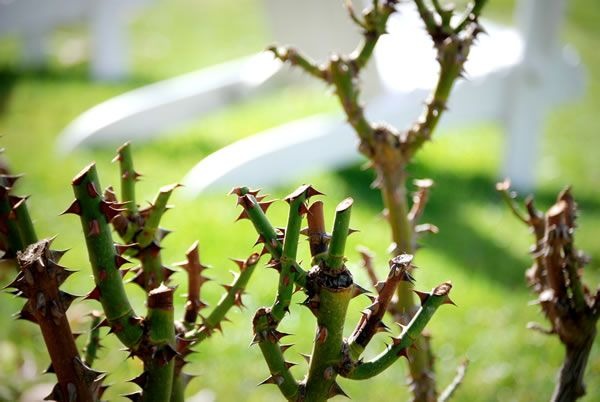 Los cuidados que requieren los rosales en invierno para una floración óptima