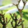 Imagen de ¿Conviene podar los rosales en julio? El error que muchos cometen en invierno y puede afectar la floración