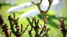 Imagen de ¿Conviene podar los rosales en julio? El error que muchos cometen en invierno y puede afectar la floración