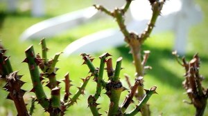 ¿Conviene podar los rosales en julio? El error que muchos cometen en invierno y puede afectar la floración