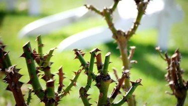 ¿Conviene podar los rosales en julio? El error que muchos cometen en invierno y puede afectar la floración