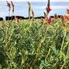 Imagen de Sainfoin: la leguminosa que busca ganarse un lugar en la ganadería del Valle de Viedma