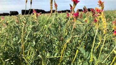 Sainfoin: la leguminosa que busca ganarse un lugar en la ganadería del Valle de Viedma