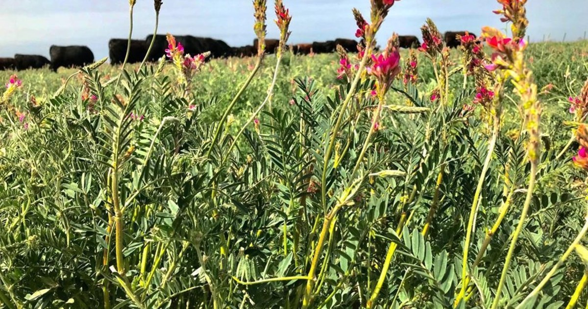 Sainfoin, una leguminosa interesante para la agricultura del Valle de Viedma