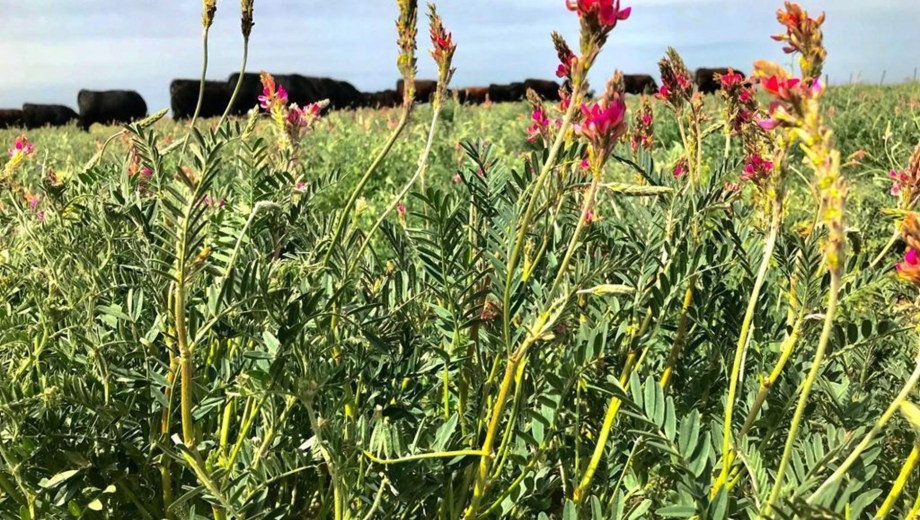Cultivo de Sainfoin