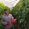 Imagen de Eliminar intermediarios y abaratar costos: la propuesta de productores de Conesa que buscan extenderse