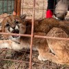Imagen de Operativo contrarreloj en Aluminé: rescataron a un puma en un paraje de Neuquén y lo devolvieron a su hábitat