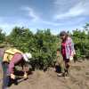 Imagen de Del laboratorio al campo: los científicos rastrean las zonas ideales para cultivar trufas en Río Negro