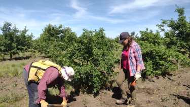 Del laboratorio al campo: los científicos rastrean las zonas ideales para cultivar trufas en Río Negro