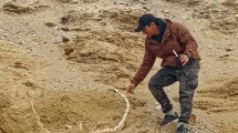 Imagen de El insólito gliptodonte hallado en Neuquén que cambia lo que se sabía de la prehistoria: cuándo se podrá visitar