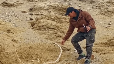 El insólito gliptodonte hallado en Neuquén que cambia lo que se sabía de la prehistoria: cuándo se podrá visitar