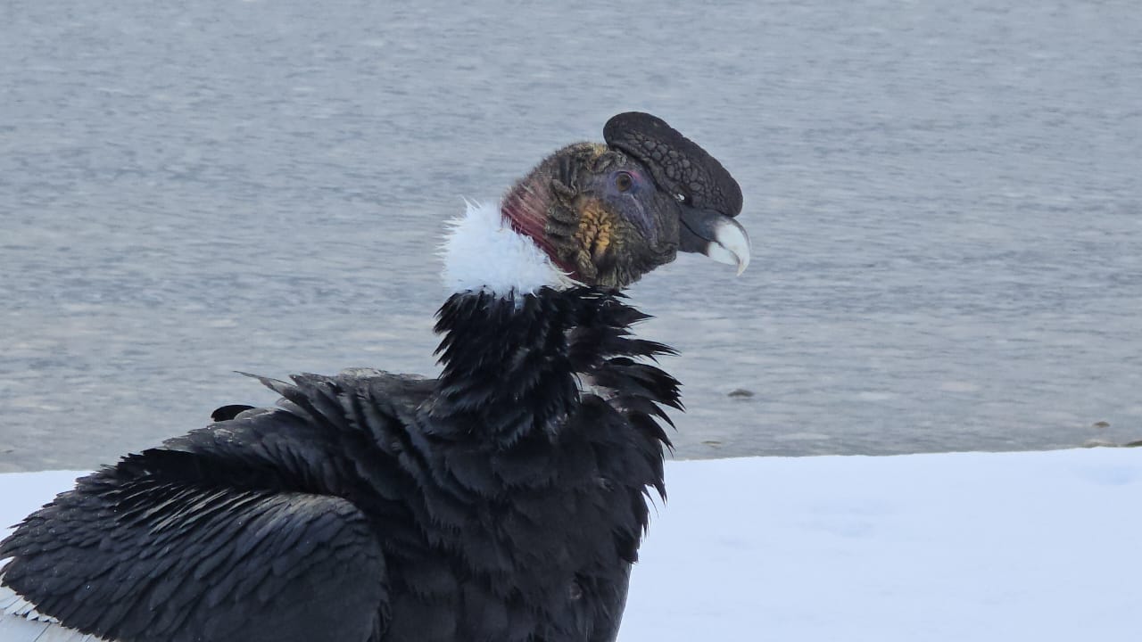Cóndores y su avistaje inusual en el lago Nahuel Huapi