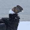 Imagen de El día en que los cóndores bajaron al lago Nahuel Huapi: el fenómeno que intriga a los científicos