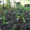 Imagen de Huerta en casa: El cultivo que podés sembrar una sola vez y cosechar durante meses