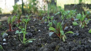 Huerta en casa: El cultivo que podés sembrar una sola vez y cosechar durante meses