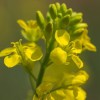 Imagen de Por qué la Camelina entró en el radar de los productores agrícolas y se anota para el invierno como un cultivo con muchos beneficios