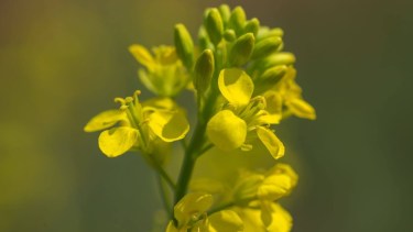 Por qué la Camelina entró en el radar de los productores agrícolas argentinos y se anota para el invierno como un cultivo con muchos beneficios