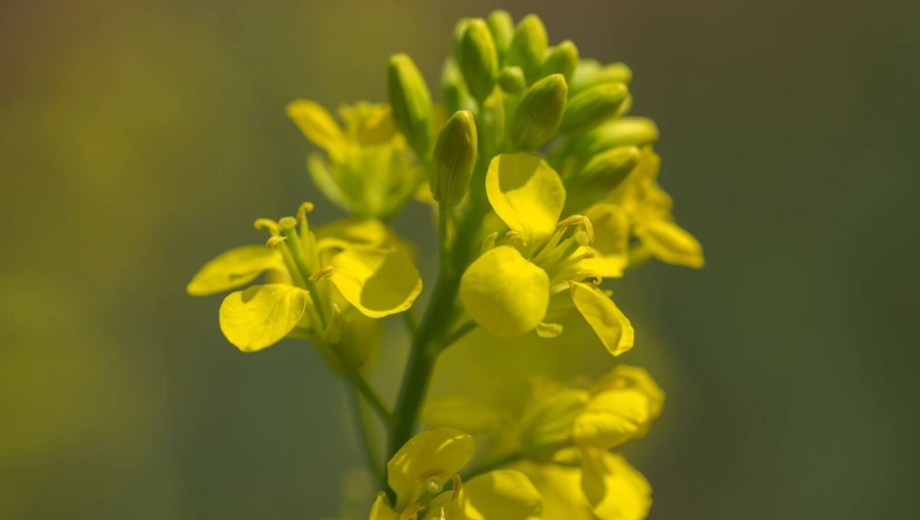 Camelina, el cultivo de invierno, de ciclo corto, que comienza a cobrar interés entre los productores.