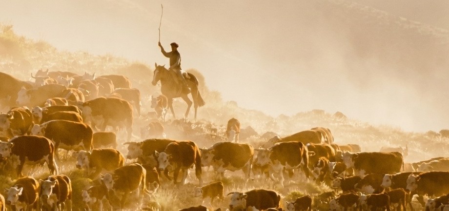 la zona productiva ganadera de Neuquén espera que la lluvia mejore los campos (Sociedad Rural del Neuquén)