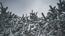 Imagen de Así amaneció el pueblo de la Patagonia que cada invierno se cubre de blanco al pie del volcán