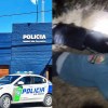 Imagen de Abigeato en Cervantes: trabajadores atrapan a presuntos ladrones de animales que entraron en bote a un campo
