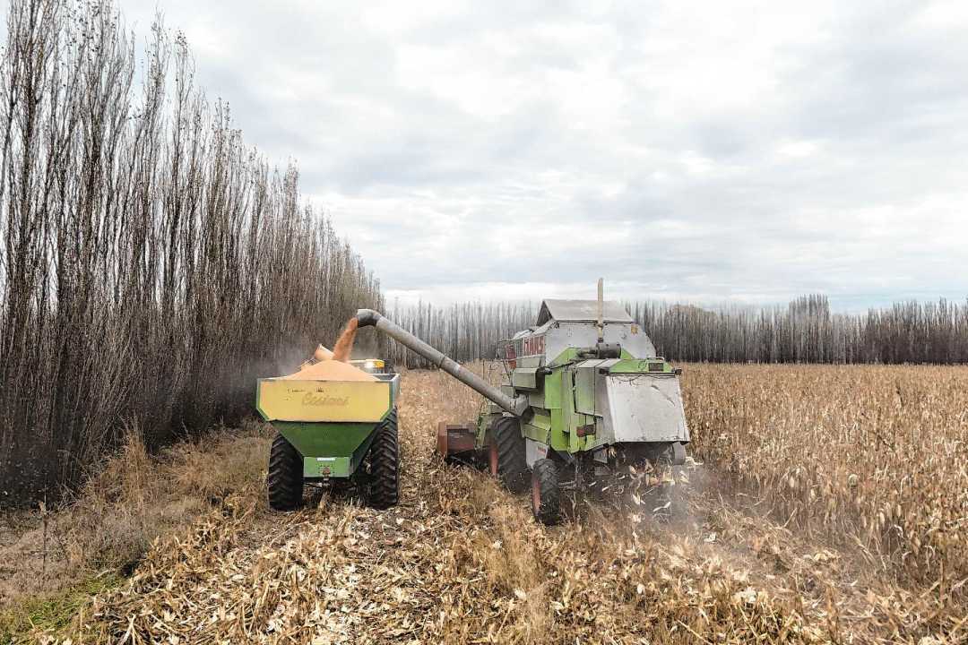 Dej&oacute; la fruticultura por el ma&iacute;z y arm&oacute; un negocio ganadero