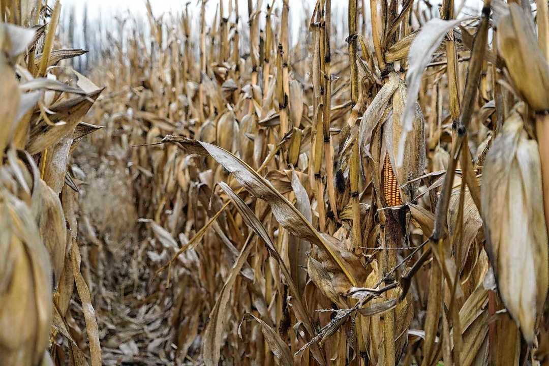 Dej&oacute; la fruticultura por el ma&iacute;z y arm&oacute; un negocio ganadero