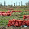 Imagen de La Patagonia, una oportunidad para los productores de cebolla de España: qué ofrece el Valle de Viedma