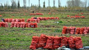 La Patagonia, una oportunidad para los productores de cebolla de España: qué ofrece el Valle de Viedma