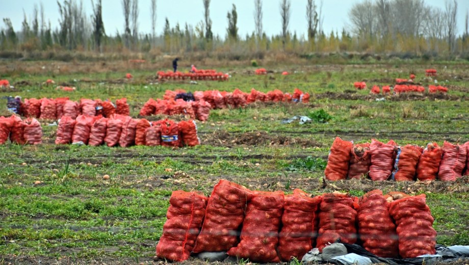 La Patagonia, una oportunidad para los productores de cebolla de España: qué ofrece el Valle de Viedma