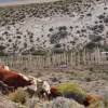 Imagen de Prisión preventiva para un hombre que cruzó a Chile con vacas robadas desde Argentina