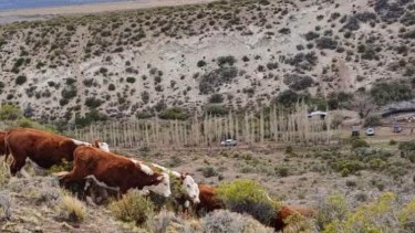 Prisión preventiva para un hombre que cruzó a Chile con vacas robadas desde Argentina
