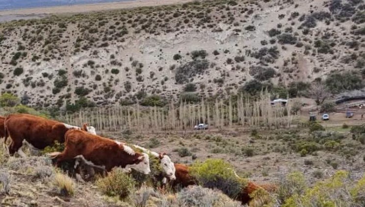Prisión preventiva para un hombre que cruzó a Chile con vacas robadas desde Argentina