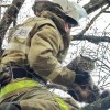 Imagen de Preparan un nuevo rescate para un gato que pasó la noche arriba de un árbol en El Bolsón