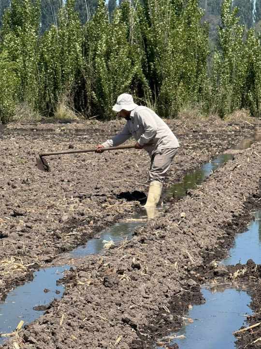 Gran parte del resultado estará explicado por la aptitud deL regador para aplicar agua.