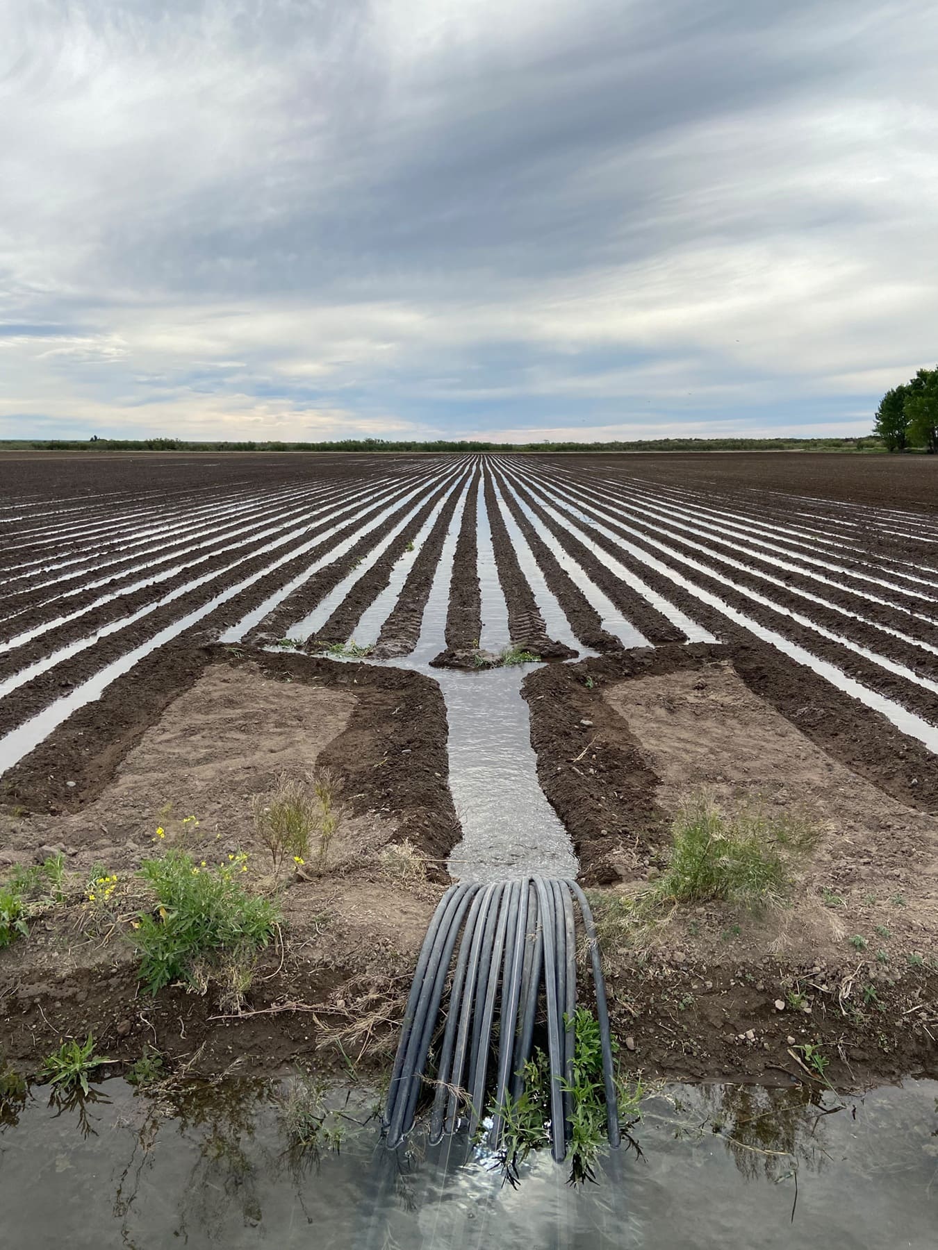 El agua de los ríos Negro, Neuquén y Limay se caracteriza por la baja salinidad.