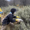Imagen de Un estudio detectó hantavirus en roedores de Ushuaia y reveló una nueva variante viral